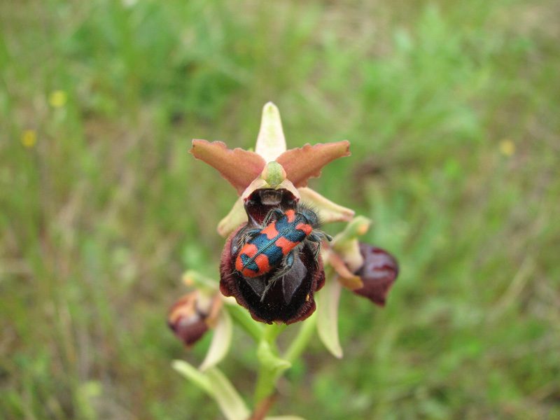 Neotinea tridentata